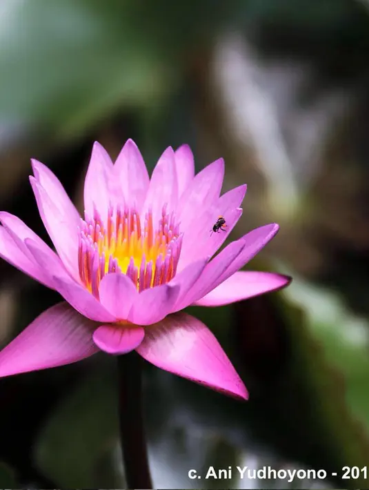 "Bunga Teratai” selalu tampak anggun dan bersih sekalipun lingkungannya kotor (berlumpur, air keruh). Di dunia dikenal dengan Water Lily. Keterangan: Sama2 tanaman air, Lotus mempunyai kelopak bunga lebih lebar dan tidak teratur serta ada bijinya, 4 Februari 2018. (Liputan6.com/IG/@aniyudhoyono)