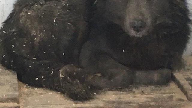 Sedih, Sembarang Menyilangankan, Anjing Ini Dibuang