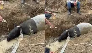 Tapir Terjebak di Parit Kebun Sawit Mesuji, Keluar dari Habitat Konservasi