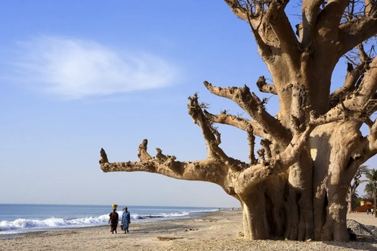 [Bintang] Senegal