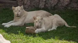 Sepasang singa putih berusia dua belas dan sebelas bulan dipamerkan di Kebun Binatang Parque de las Leyendas di Lima, Peru, Selasa (4/1/2022). Singa putih dianggap sebagai spesies langka yang terancam punah terutama karena ketidakmampuan menyamarkan diri dari pemangsa. (Cris BOURONCLE/AFP)