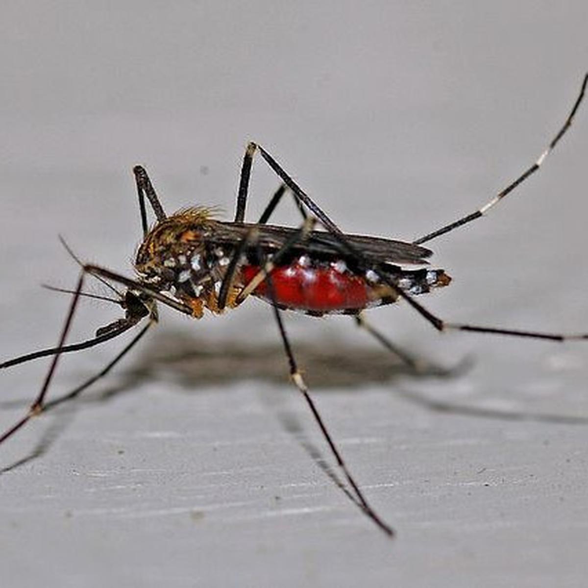 Penyebab Virus Oropouche dan Cara Pencegahannya, Perlu Diketahui