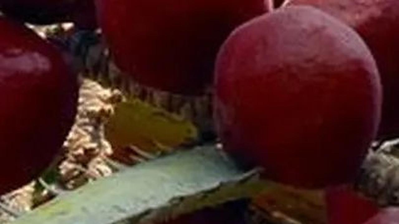 Pohon Buah Zuriat <br>