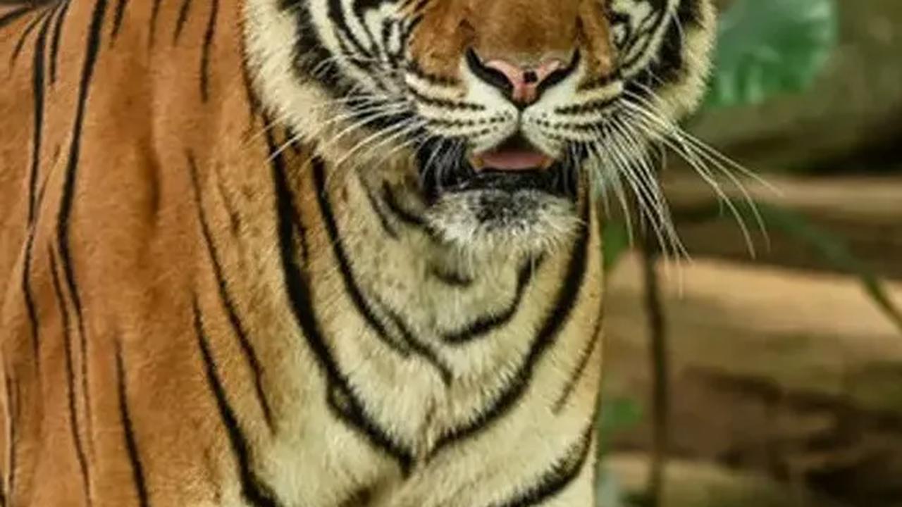 Warga Blitar Dulu Punya Tradisi Sadis Bunuh Harimau Ramai-ramai saat Idul Fitri, Ini Kisahnya