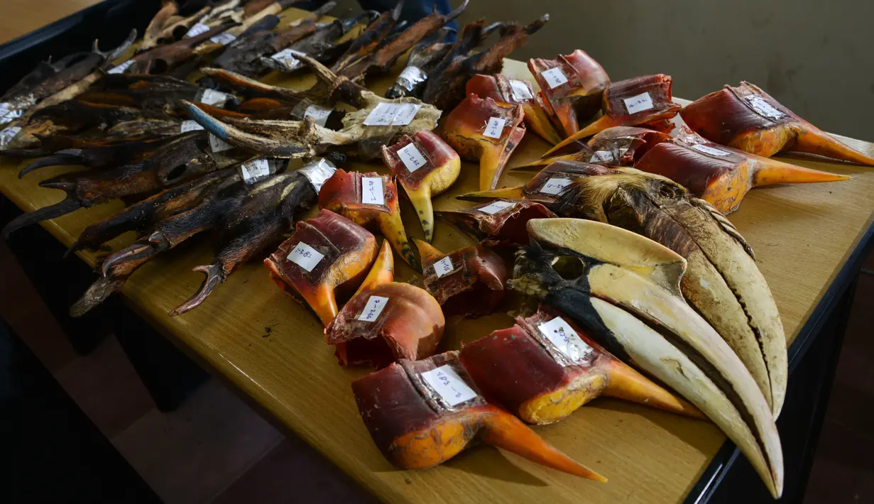Paruh burung rangkong ditampilkan Badan Konservasi Sumber Daya Alam (BKSDA) Aceh di Banda Aceh, Jumat (26/7/2019). Burung rangkong atau enggang merupakan salah satu satwa dilindungi. (CHAIDEER MAHYUDDIN/AFP)