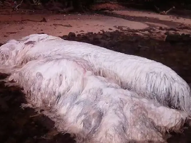 Misteri Makhluk Berbulu Putih Terdampar di Pantai Filipina (Facebook/News.com.au)
