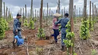 Kemenhut Bongkar Jual Beli Garapan di Hutan Lindung, 3 Orang Tersangka
