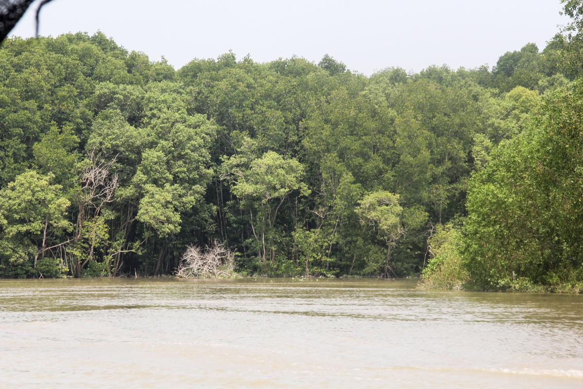Hutan Mangrove di SM Karang Gading Langkat Timur Laut. (merdekac.com/uga andriansyah).