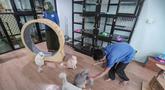 Karyawan bermain dengan kucing peliharaan yang menginap di sebuah hotel khusus hewan di Jakarta Pusat, Kamis (19/3/2026). Libur Lebaran 2026 tiba, sejumlah lokasi layanan penitipan hewan atau pet hotel mengalami lonjakan. (merdeka.com/Arie Basuki)