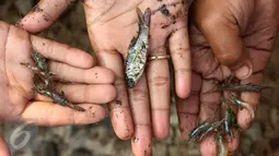 Ikan dan udang hasil tangkapan sejumlah anak bersama ibu mereka di bantaran Kanal Banjir Timur, Cipinang Muara, Jakarta, Selasa (16/5). Kegiatan itu dilakukan para ibu dan anak-anaknya untuk mengisi masa libur sekolah. (Liputan6.com/Immanuel Antonius)