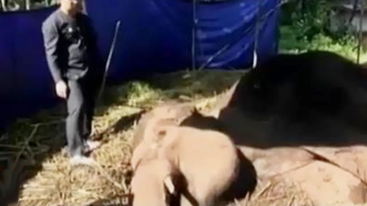 VIDEO: Gajah Yani Mati, BBKSDA Jabar Tegur Keras Bonbin Bandung