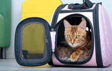 Tips Mudik Bawa Kucing yang Aman dan Nyaman
