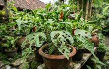 7 Cara Mengatasi Daun Cabai Berlubang Akibat Serangan Hama, Panen Tetap Aman
