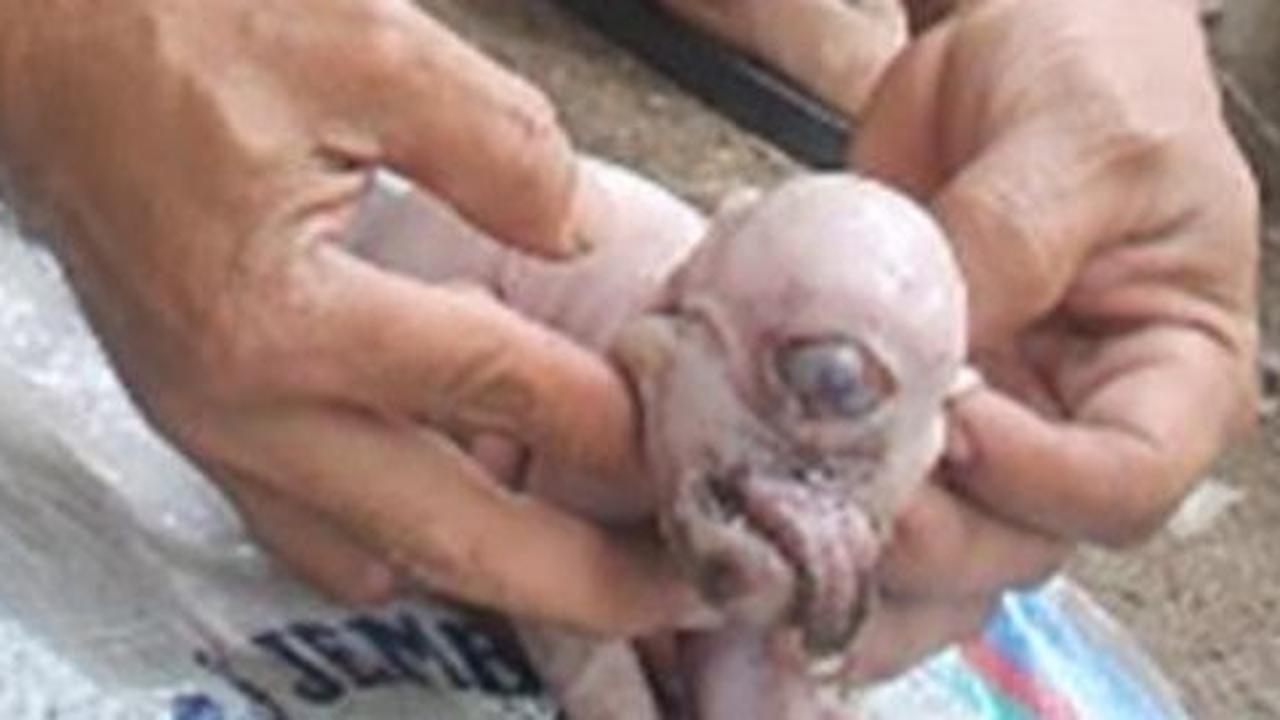 Bali heboh ada anak babi bermata satu & lidah menjulur keluar