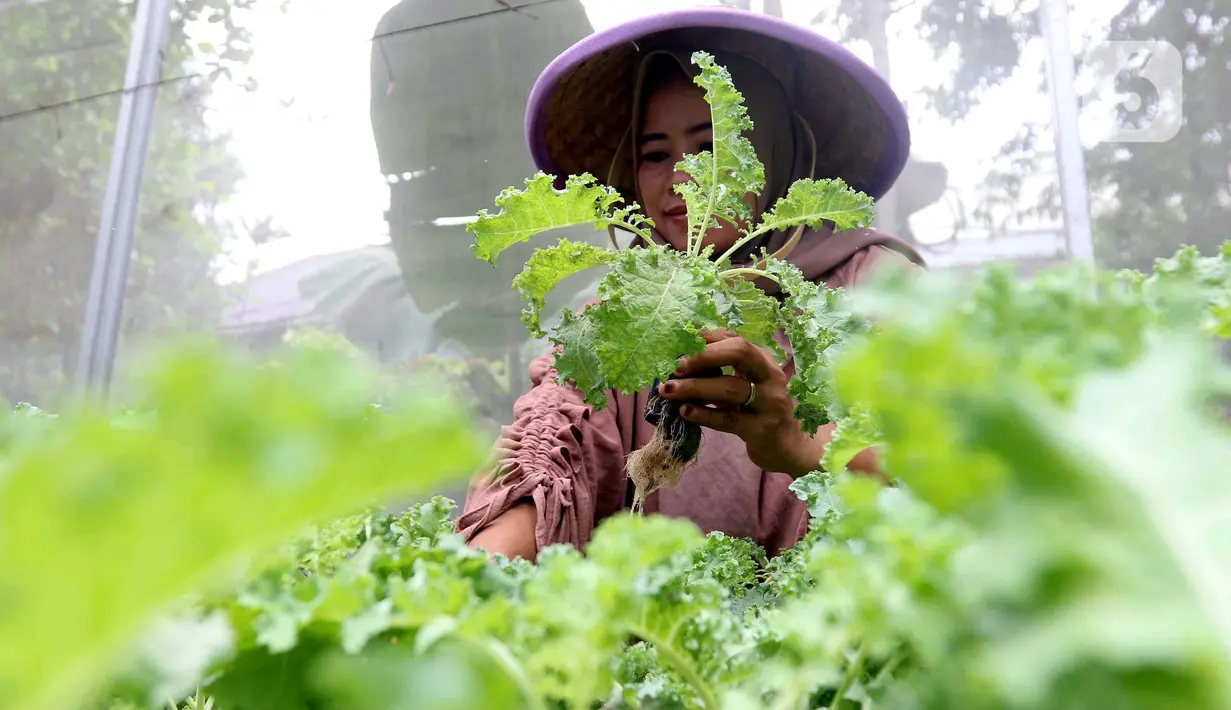 Kelompok Wanita Tani (KWT) D'Shafa merawat tanaman dengan sistem smart farming di agroeduwisata Edufarm Malakasari, Jakarta, Sabtu (29/6/2024). (Liputan6.com/Herman Zakharia)