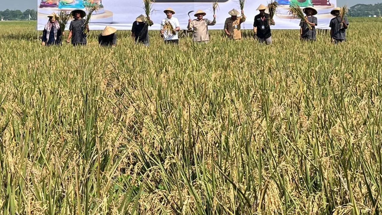 Gubernur Jakarta Pramono Anung melangsungkan panen raya bersama Bupati Karawang Aep Syaepuloh di Karawang, Jawa Barat, Selasa (6/5/2025).