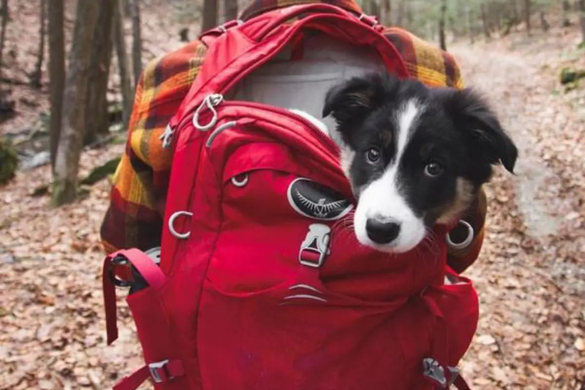 5 Alasan Kenapa Anjing adalah Teman Terbaik untuk Berkemah