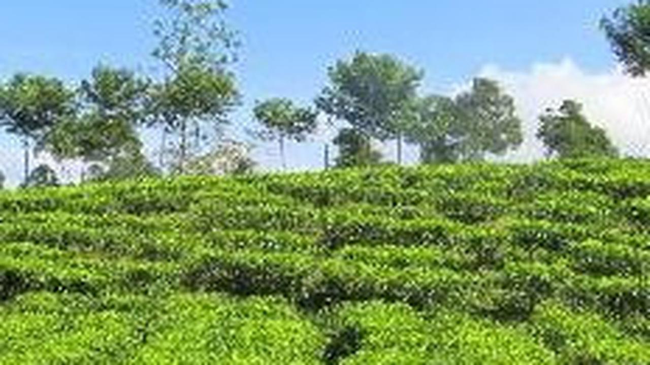 <b>Kegiatan yang Bisa Dilakukan di Wisata Agro Malang</b>