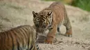 Salah satu dari tiga anak harimau Sumatra terlihat untuk pertama kalinya dilepas ke kandang terbuka di Kebun Binatang Toranga, Sydney, Jumat (29/3/2019). Tiga ekor anak harimau sumatera yang lahir dari indukan bernama Kartika itu untuk pertama kalinya muncul ke publik Australia. (PETER PARKS / AFP)