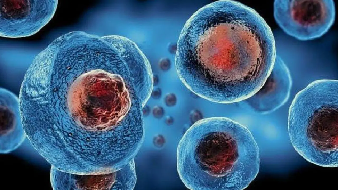 stem cell