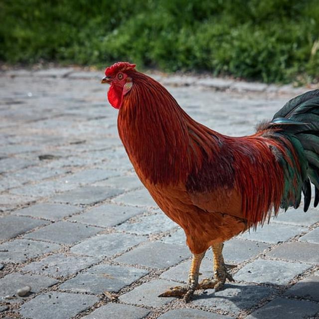 11 Arti Mimpi Ayam Jago Simbol Keberuntungan Ragam Bola Com