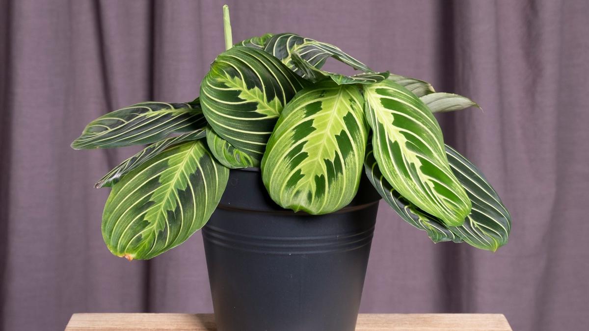Maranta