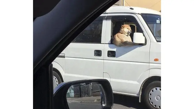 6 Ilusi Optik Anjing Ini Menipu Mata, Butuh Ketelitian