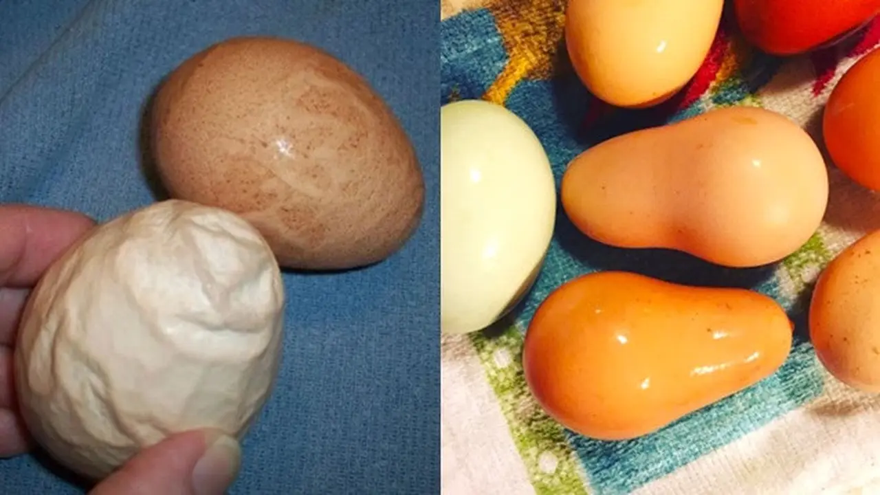 6 Potret Telur Ayam dengan Bentuk Unik, Ada yang Sebesar Kelereng