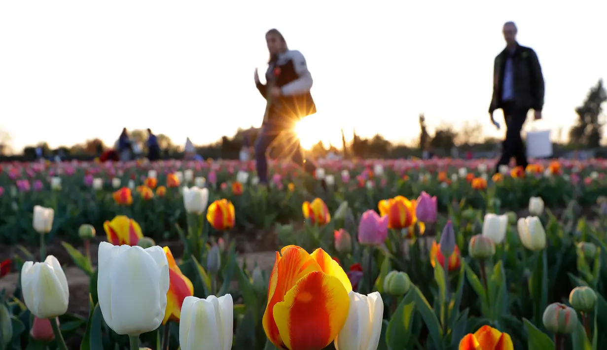  Pengunjung diantara bunga tulip yang ditanam pasangan asal Belanda Edwin Koeman dan Nitsuje Wolanios di Cornaredo, Italia (29/3). Pasangan ini menanam 250.000 tulip dari 183 varietas yang berbeda untuk menciptakan tradisi Belanda. (AP/Antonio Calanni)