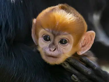 Salah satu bayi monyet paling langka di dunia telah lahir di Kebun Binatang Taronga, Sydney. (Rick Stevens / TARONGA ZOO / AFP)