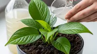 7 Manfaat Air Cucian Beras untuk Tanaman, Bikin Tumbuh Subur dan Sehat