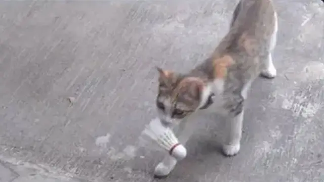 10 Potret Kucing Bawa Pulang Hadiah Untuk Majikan Ini Bikin Geleng Kepala