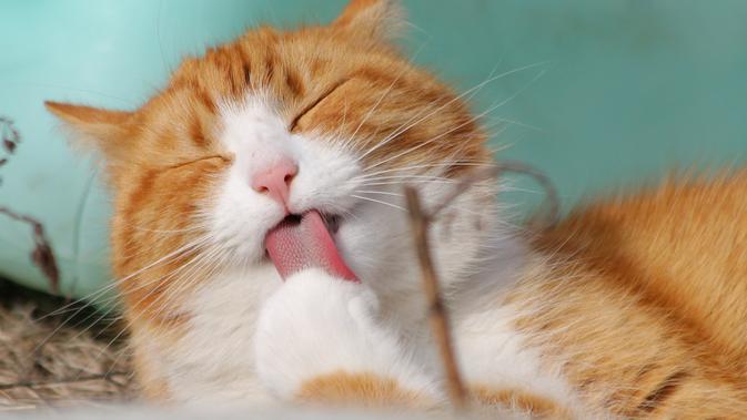 Kucing warna oranye cenderung dikaitkan pada perilaku ramah (dok. Pexels/Pixabay/Brigitta Bellion)