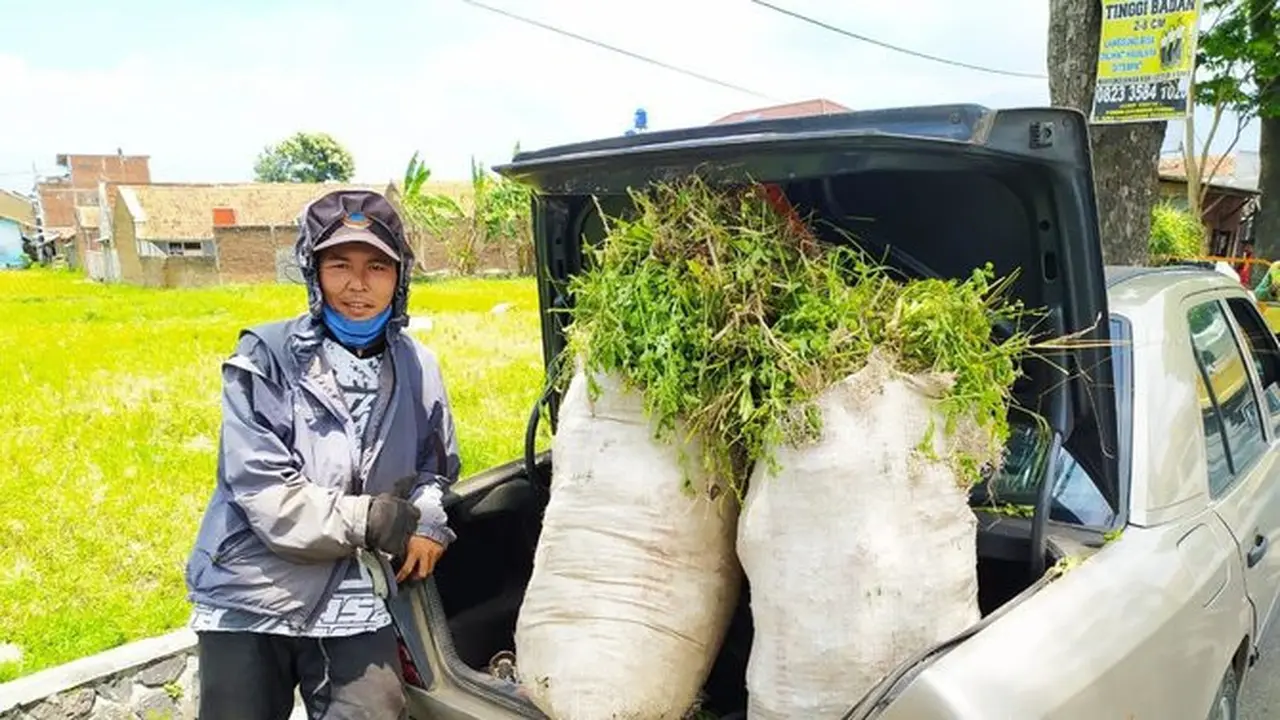 Mercy klasik digunakan untuk bawa rumput
