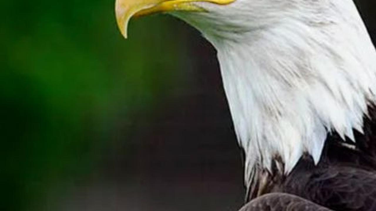 Pernahkah Terpikir Mengapa Burung Tidak Bergigi? Begini Penjelasan Peneliti