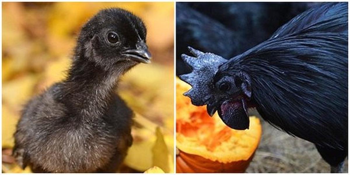 Cemani semakin langka