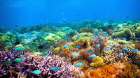 Perairan di gili ini memiliki taman bawah laut yang dihuni beragam jenis biota (sumber: agushoe.files.wordpress)
