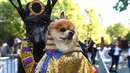 Seorang peserta mengenakan kostum membawa anjingnya saat mengikuti Parade Halloween Anjing Tahunan di Tompkins, New York (21/10). Puluhan Anjing dari berbagai ras ikut dalam parade ini. (AFP Photo/Timothy A. Clary)