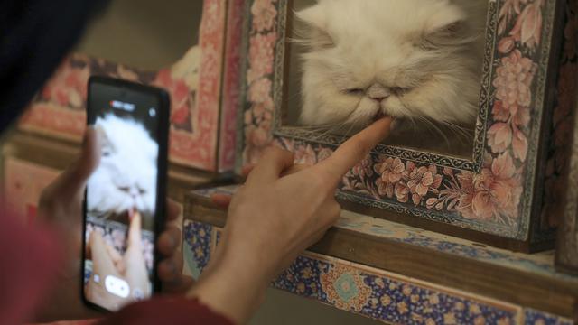 Mengunjungi Museum Kucing Persia