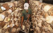 Dinas ESDM NTB Dorong Kemitraan Serbuk Gergaji untuk Petani Jamur NTB, Atasi Kelangkaan Bahan Baku