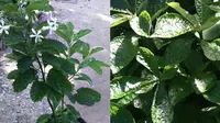 Tanaman herbal Keji Beling untuk Batu Ginjal. (Dok: Instagram @yumberkebun)