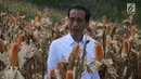 Presiden Joko Widodo (Jokowi) memanen dalam acara panen raya jagung di Desa Botuwombato, Kabupaten Gorontalo Utara, Jumat (1/3). Pada kesempatan itu, Jokowi menyempatkan diri untuk berdialog dengan beberapa petani jagung. (Liputan6.com/Arfandi Ibrahim)