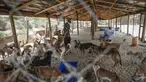 Relawan Palestina di Sula Society for Animal Care Saeed al-Err merawat anjing liar di  asosiasi penampungan di Kota Gaza (9/9/2020). (AFP Photo/Mohammed Abed)