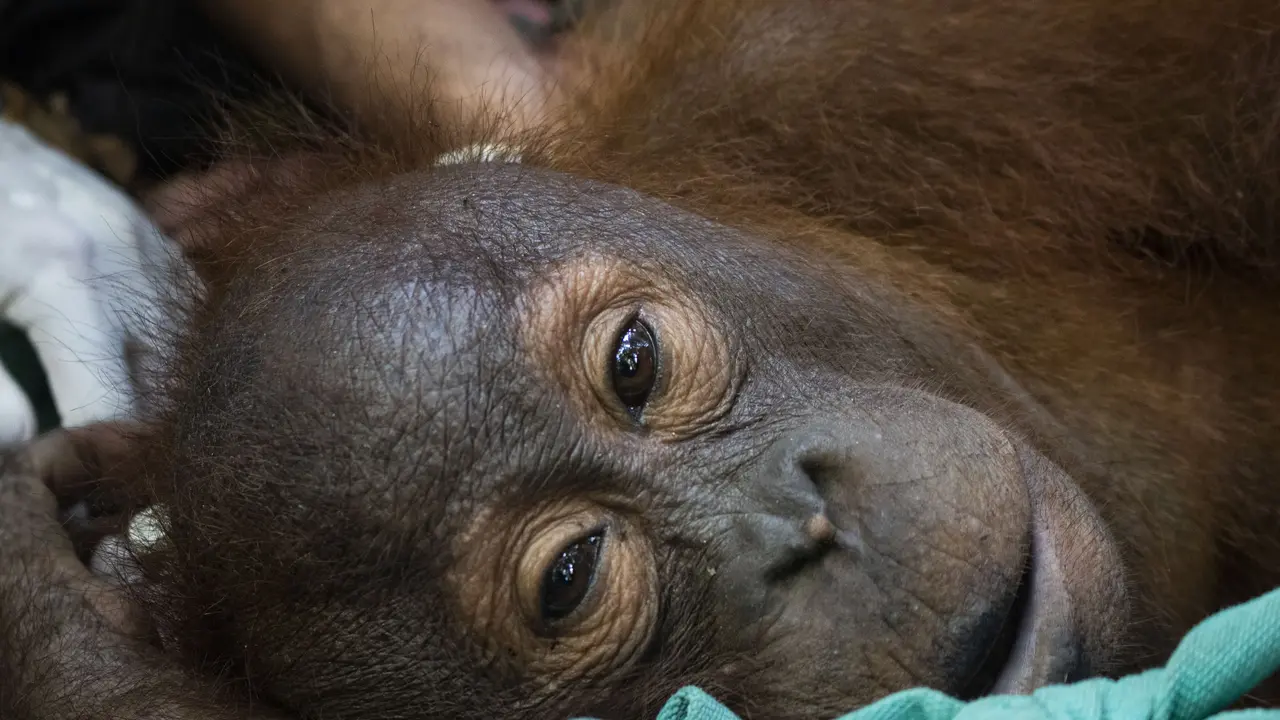 Orangutan Tersesat di Kebun Warga