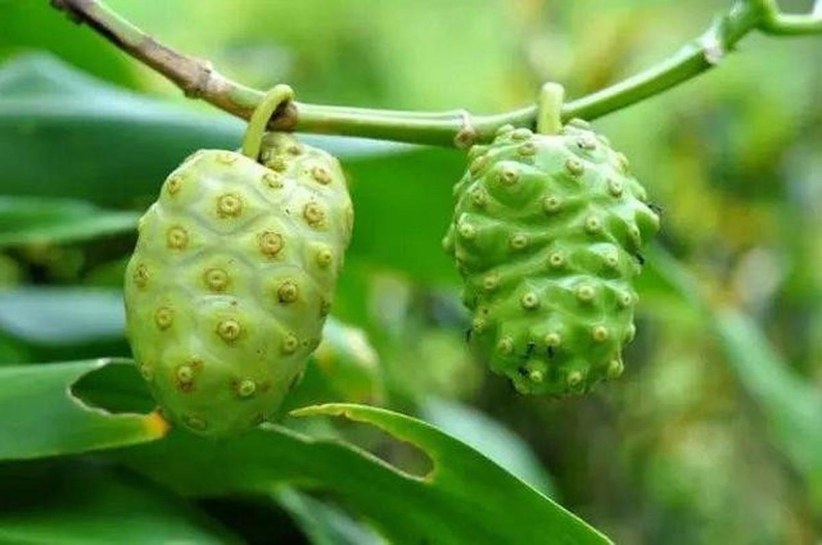 8 Cara Mengusir Tikus dari Plafon dan Rumah Tanpa Lem, Terapkan Strategi Ini