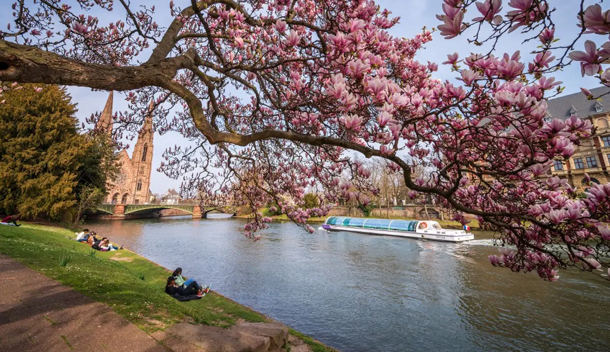Orang-orang bersantai di bawah pohon magnolia yang sedang mekar di tepi Sungai Ill, Strasbourg, Prancis, 21 Maret 2022. Magnolia adalah salah satu marga tumbuhan berbunga yang dikenal luas karena bunganya indah dan menyebarkan aroma harum. (PATRICK HERTZOG/AFP)