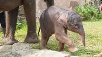 Potret Anak Gajah Sumatera yang Lahir di Taman Satwa Lembah Hijau Lampung