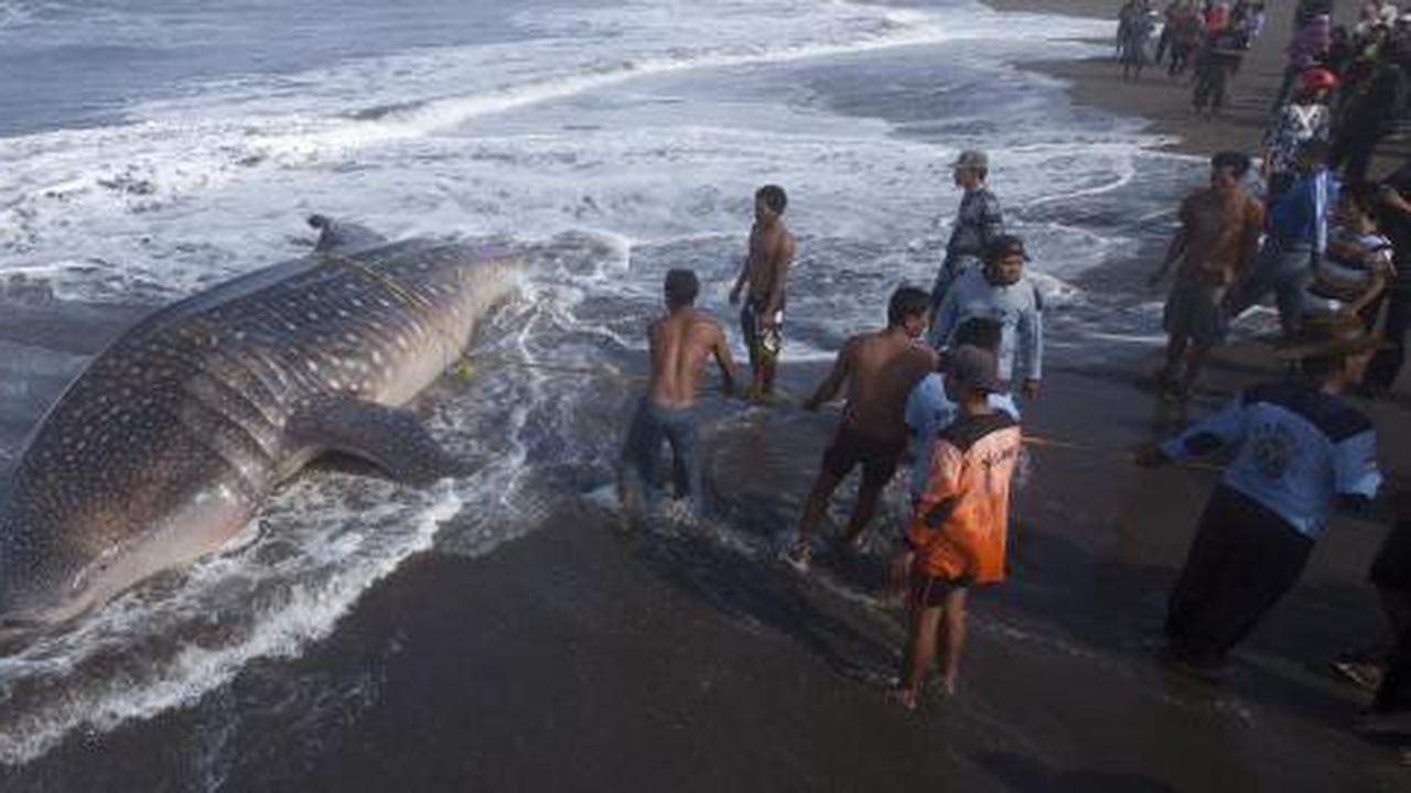 Paus terdampar di Pantai Santolo Garut