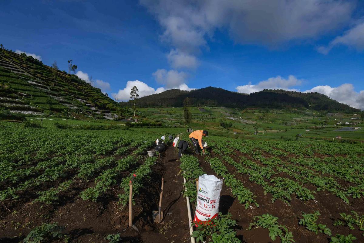 FOTO: Petani Kentang Dieng Terpinggirkan di Tengah Turunnya Harga Pupuk Subsidi