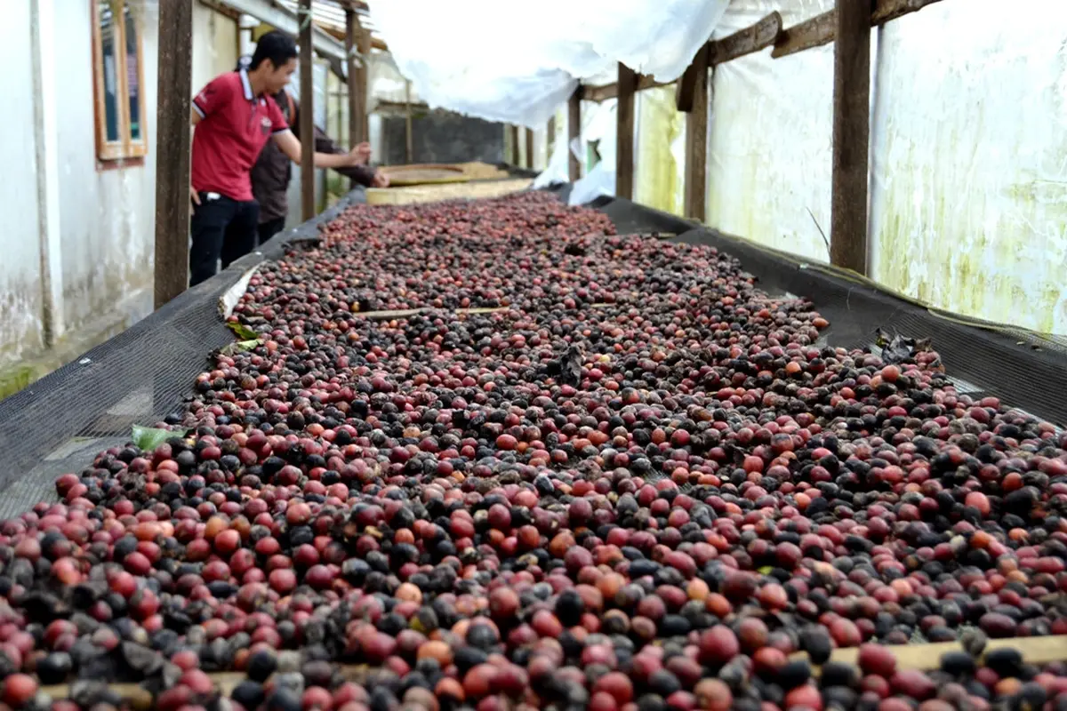 Lebih Menjanjikan, Petani Kopi Bengkulu Gunakan Vietnam Stek